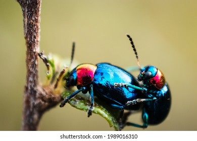 Mating Insects Closeup, Insect Mating.