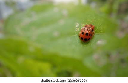 Mating insects, ladybugs on leaves - Powered by Shutterstock