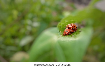 Mating insects, ladybugs on leaves - Powered by Shutterstock