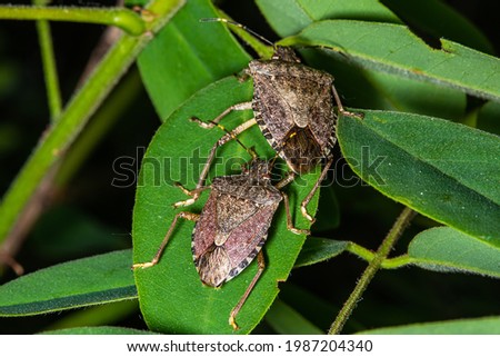 Mating insects. Striped shield bug mating
