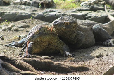 Mating Komodo Dragons (Varanus Komodoensis). Surabaya Zoo, East Java, Indonesia