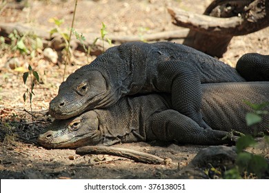 Mating Komodo Dragons (Varanus Komodoensis). Rinca, Komodo National Park, Indonesia