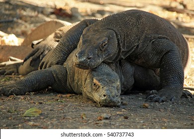 Mating Komodo Dragons (Varanus Komodoensis). Rinca, Komodo National Park, Indonesia