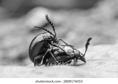 A mating leaf beetle couple on textured surface, close up macro showing shiny exoskeleton and antennae in natural moment of insect behavior