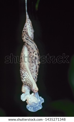 Mating Leopard Slugs 
Limax maximus
 Australia