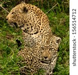 Mating leopards in the wild.