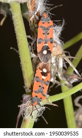 Mating of Lygaeus equestris (Black-and-Red-bug), is a species of ground bugs belonging to the family Lygaeidae.