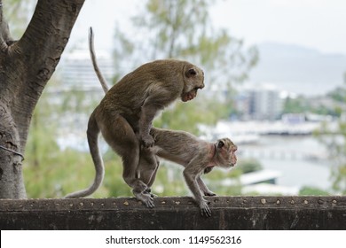 Mating Of Monkeys In Thailand.