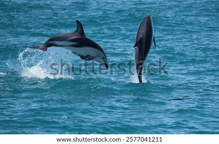 A mating pair of dusky dolphins jumping out of the water together