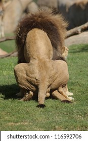 Mating Pair of Katanga Lion - Panthera leo bleyenbergh