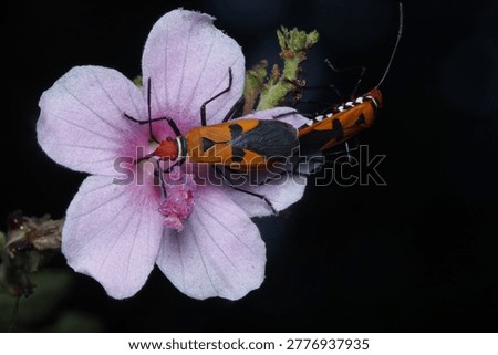 Mating pair of Red Cotton Bugs (Dysdercus cingulatus) on a pink flower