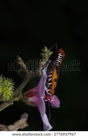 Mating pair of Red Cotton Bugs (Dysdercus cingulatus) on a pink flower