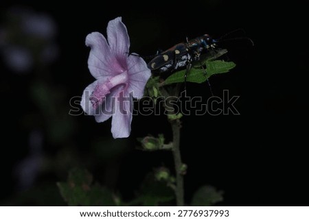 Mating pair of Red Cotton Bugs (Dysdercus cingulatus) on a pink flower