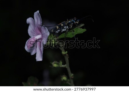Mating pair of Red Cotton Bugs (Dysdercus cingulatus) on a pink flower