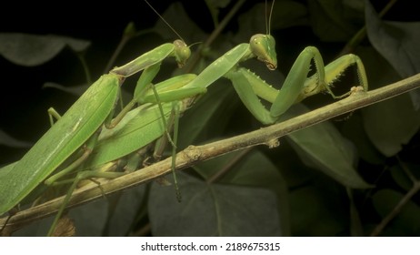 Mating Praying Mantises Close Male Female Stock Photo Shutterstock