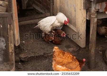 Mating process of hens or chicken on organic farm. sex between white rooster and red chicken, mating or copulation.
