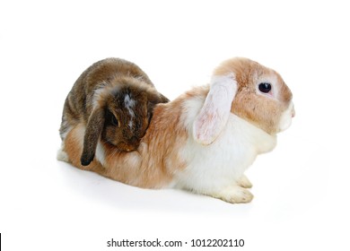 Mating Rabbit. Mini Lop Ear Rabbits Mating On White Background. Bunny Breeding. Studio Photo. Animal Pet Mammal Bunnies Together Dutch Widder And Darf.