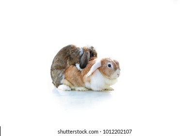 Mating Rabbit.  Mini Lop Eared Rabbits Mating On White Background. Animal Pet Mammal Bunny Dutch Widder Dwarf Breeding.