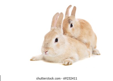 Rabbit mating signs