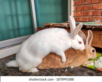 mating rabbits at home in winter countryside of Bangladesh