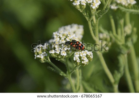 Mating of red beetles on white inflorescences of celandine.