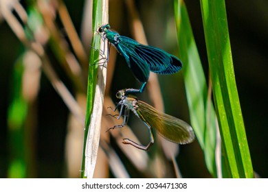 Mating Ritual In Dragonflies.  Blue-winged Dragonfly.  Devil's Horse.  Colored Insects.  Wild Fauna