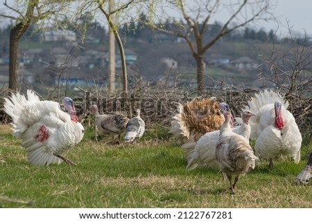 Mating ritual of Turkeys during spring time on meadow. Common white turkey on the birds yard close-up. Turkeys on free range farm. Rural scene with domestic birds.