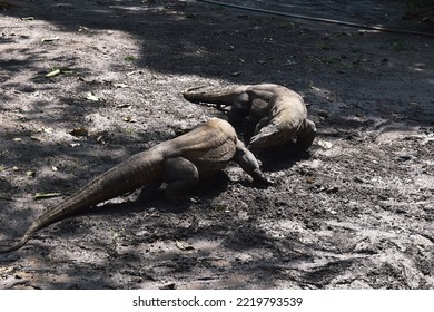 dragons mating with cars