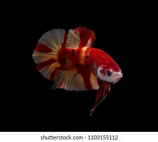 Candy Nemo Images Stock Photos Vectors Shutterstock