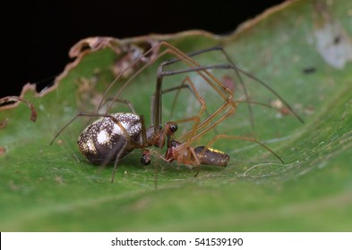 1,105 Spider mating Stock Photos, Images & Photography | Shutterstock