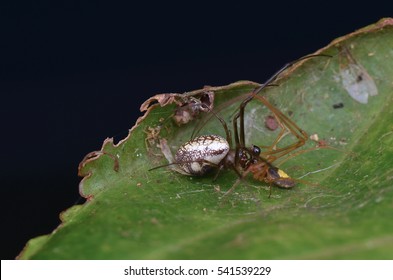 mating spiders