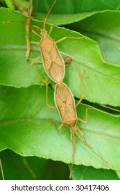 Mating Stink Bugs Stock Photo 30417406 | Shutterstock