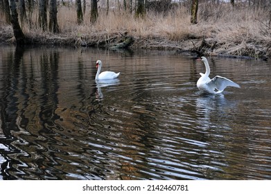 Mating swans in lake with reflections and ripples. Brown earthy tones in background. One swan flapping his wings.