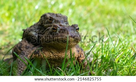 mating toads in spring, a pair of male and female toads on the grass