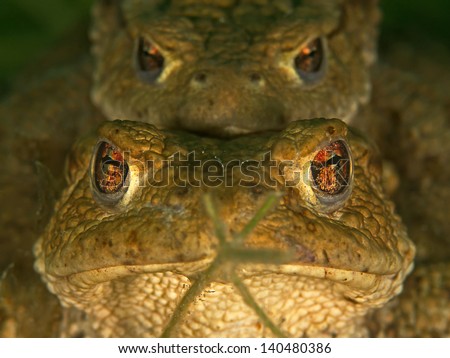 Similar – macro image of Bufo bufo head