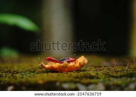 Mating of two Dysdercus redbugs.
