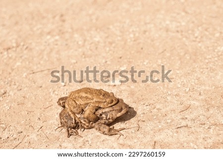 The mating of two toads