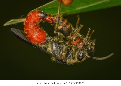 Mating Velvet Ants Hanging On A Leaf