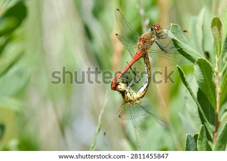 Mating wheel of red darters dragonflies (Sympetrum sanguineum)