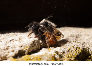 Mating wild bees