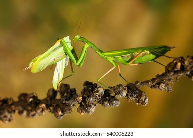 Matins eating mantis, two green insect praying mantis on flower, Mantis religiosa, action scene from Czech republic.
