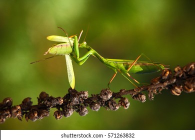 Matins eating mantis, two green insect praying mantis on flower, Mantis religiosa, action scene, Czech.
