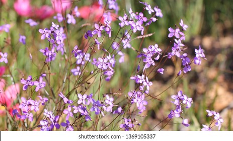 Matjiesfontein Wild Flowers