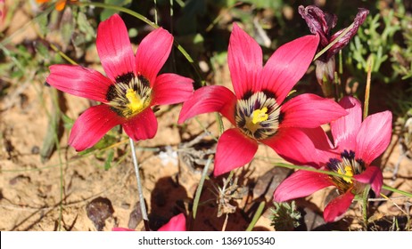 Matjiesfontein Wild Flowers