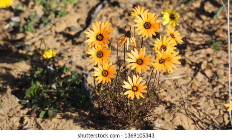 Matjiesfontein Wild Flowers