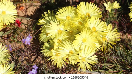 Matjiesfontein Wild Flowers