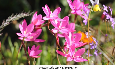 Matjiesfontein Wild Flowers