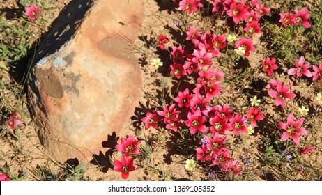 Matjiesfontein Wild Flowers