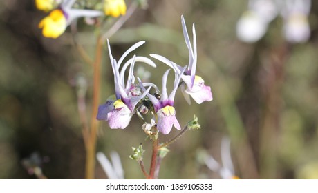 Matjiesfontein Wild Flowers