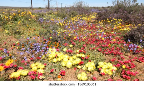 Matjiesfontein Wild Flowers